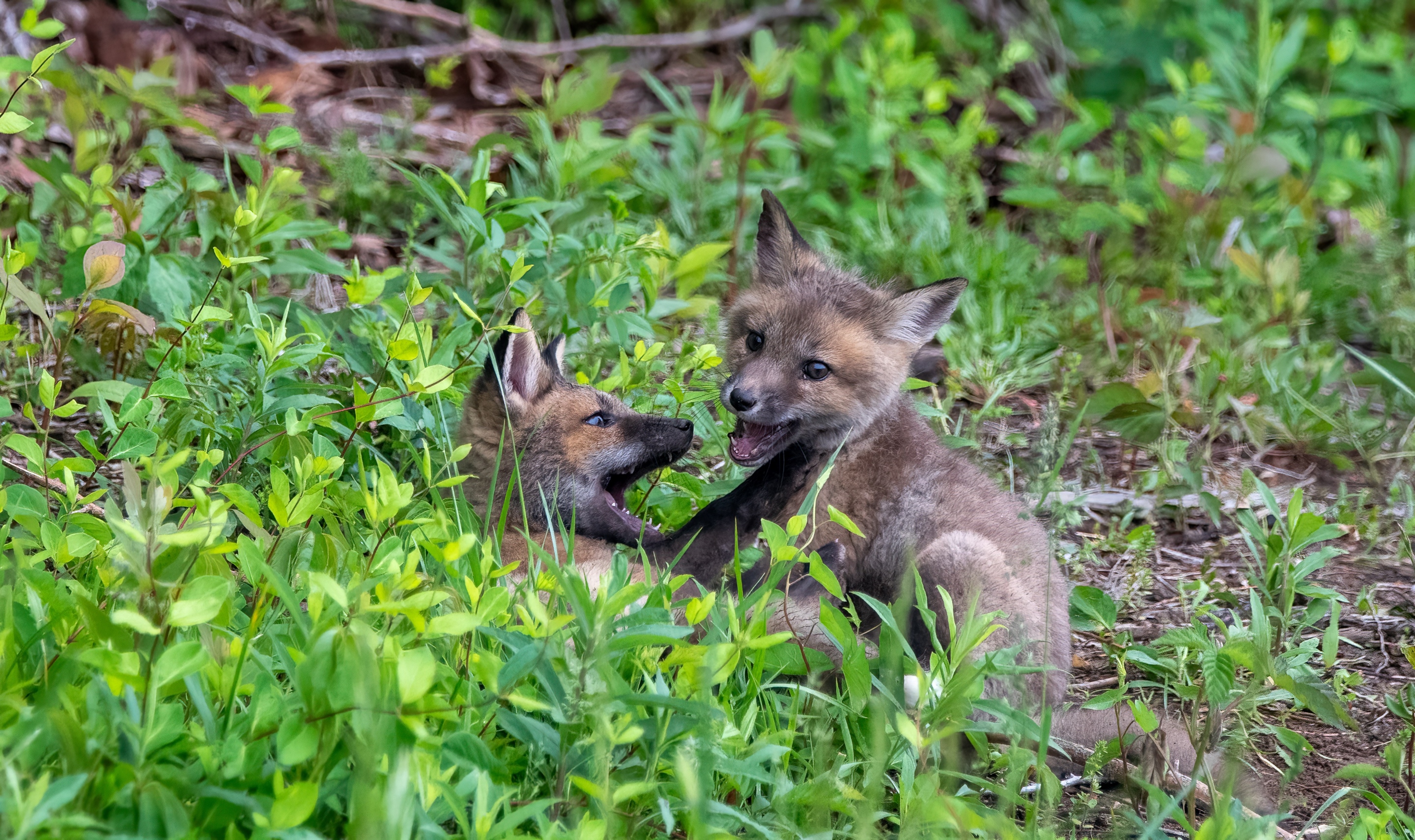 1st PrizeOpen Nature In Class 2 By Stephen Licata For Playful Foxes SEP-2024.jpg